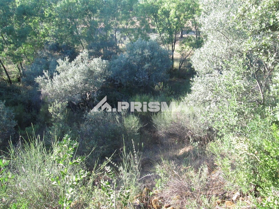 Terreno para Venda em Penha Garcia Foto 30
