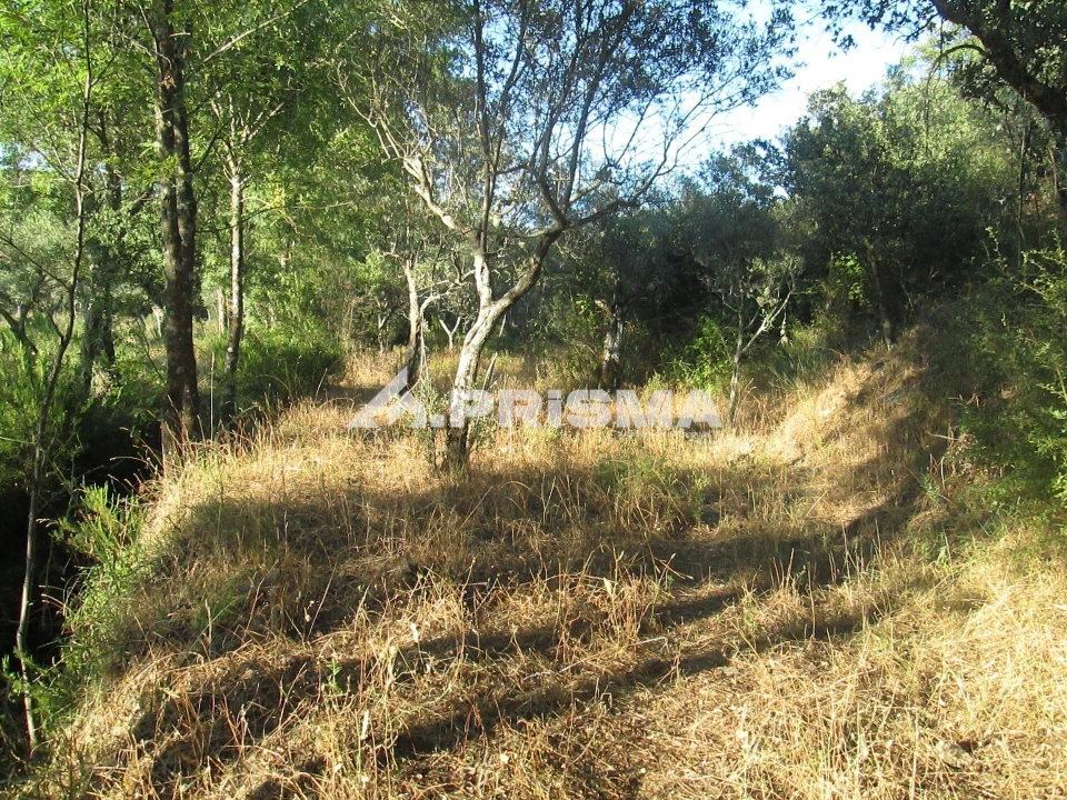 Terreno para Venda em Penha Garcia Foto 1