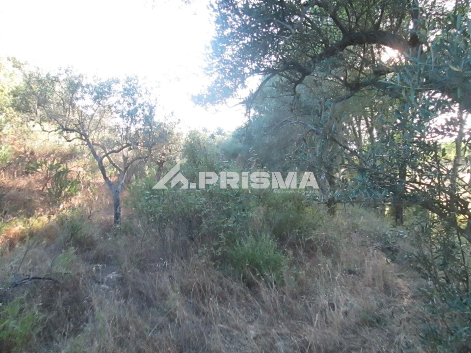 Terreno para Venda em Penha Garcia Foto 14