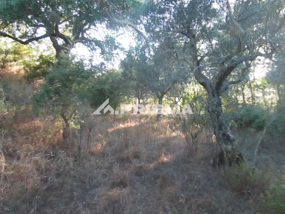 Terreno para Venda em Penha Garcia Foto 20