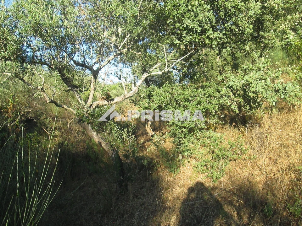 Terreno para Venda em Penha Garcia Foto 18