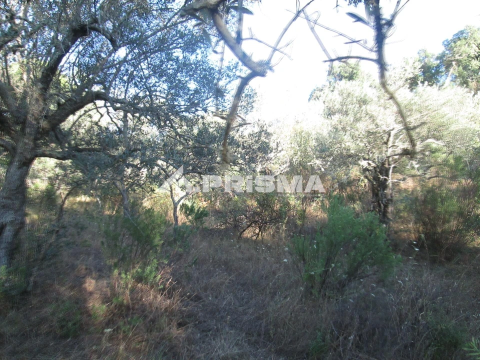 Terreno para Venda em Penha Garcia Foto 10