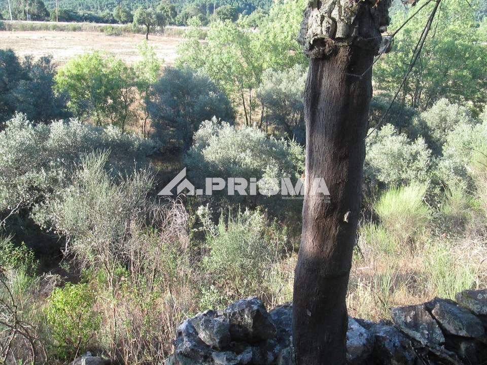 Terreno para Venda em Penha Garcia Foto 35