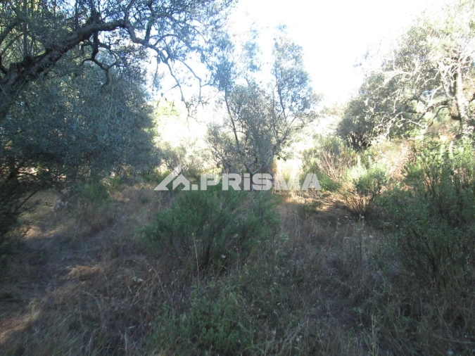 Terreno para Venda em Penha Garcia Foto 12