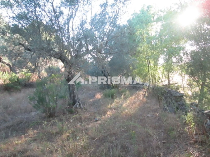 Terreno para Venda em Penha Garcia Foto 8