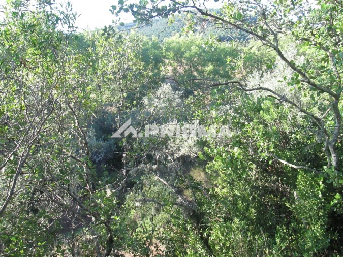 Terreno para Venda em Penha Garcia Foto 28