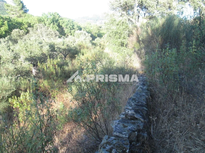 Terreno para Venda em Penha Garcia Foto 40