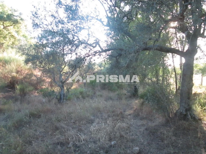 Terreno para Venda em Penha Garcia Foto 11