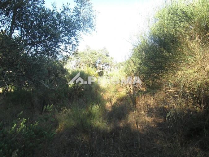 Terreno para Venda em Penha Garcia Foto 15