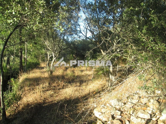 Terreno para Venda em Penha Garcia Foto 3