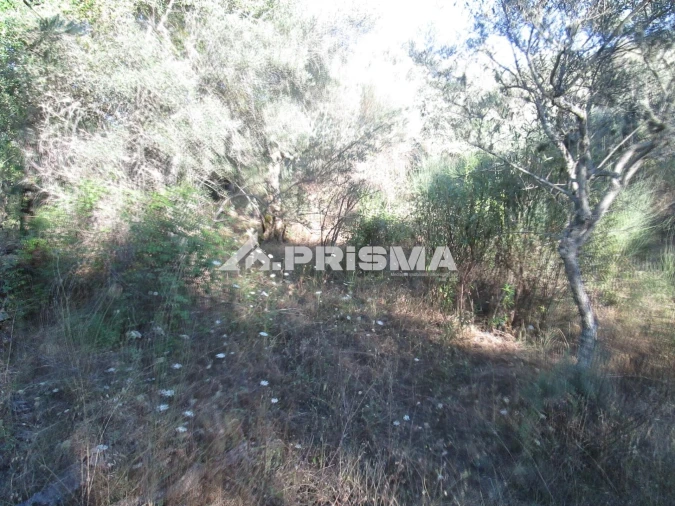 Terreno para Venda em Penha Garcia Foto 4