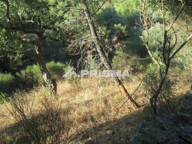 Terreno para Venda em Penha Garcia Foto 33
