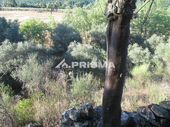 Terreno para Venda em Penha Garcia Foto 35