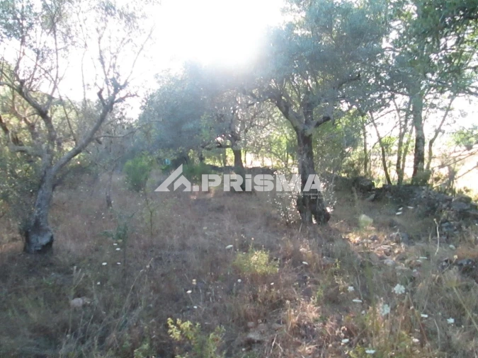 Terreno para Venda em Penha Garcia Foto 7