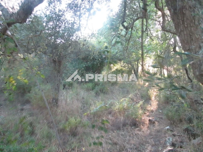 Terreno para Venda em Penha Garcia Foto 17