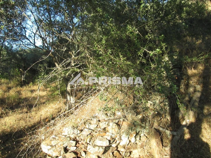 Terreno para Venda em Penha Garcia Foto 2