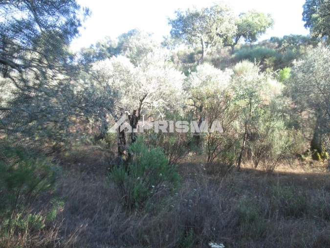 Terreno para Venda em Penha Garcia Foto 9