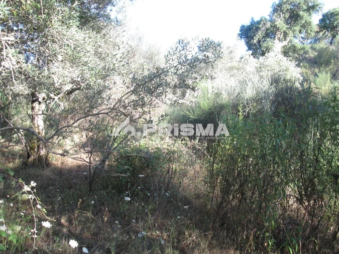 Terreno para Venda em Penha Garcia Foto 6