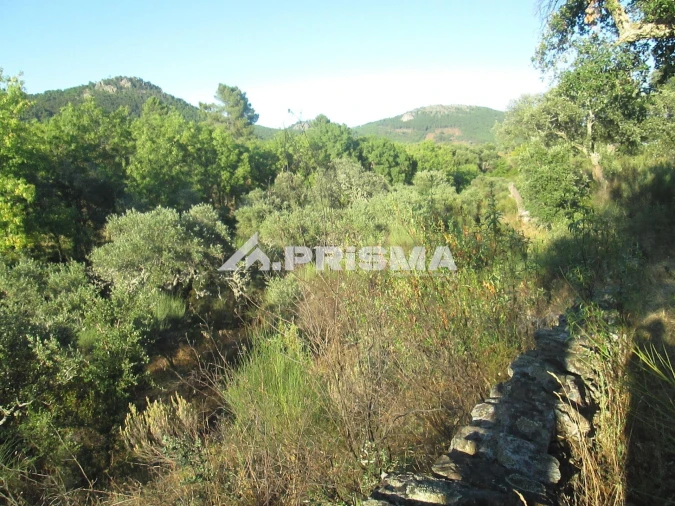 Terreno para Venda em Penha Garcia Foto 39