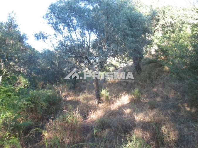 Terreno para Venda em Penha Garcia Foto 22