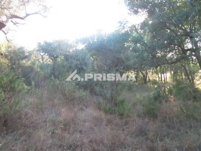 Terreno para Venda em Penha Garcia Foto 16