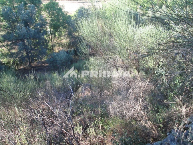 Terreno para Venda em Penha Garcia Foto 34