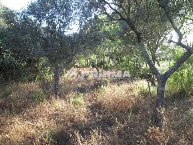 Terreno para Venda em Penha Garcia Foto 21