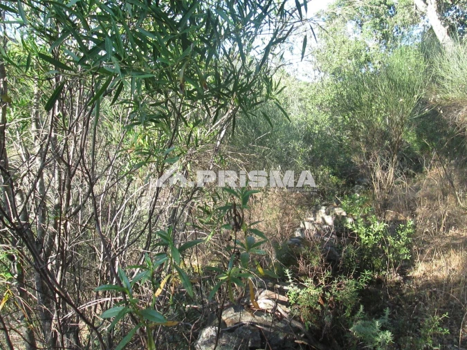 Terreno para Venda em Penha Garcia Foto 32