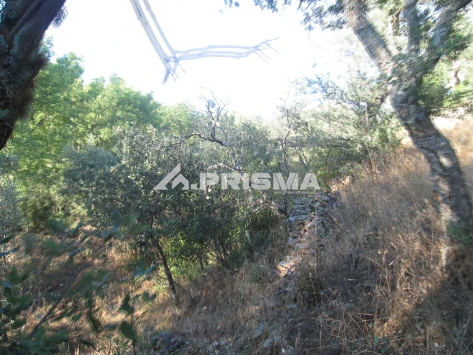 Terreno para Venda em Penha Garcia Foto 24