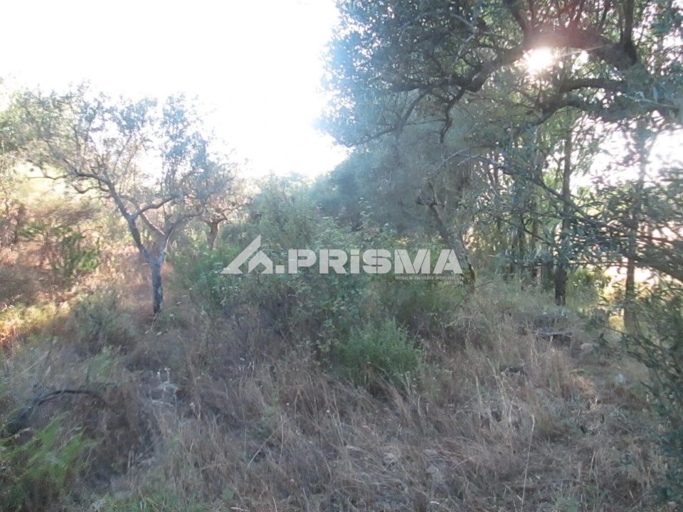 Terreno para Venda em Penha Garcia Foto 13