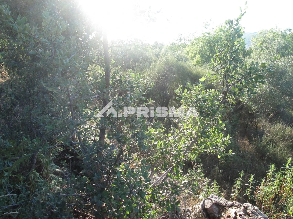 Terreno para Venda em Penha Garcia Foto 42