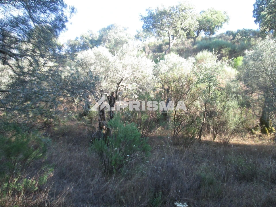 Terreno para Venda em Penha Garcia Foto 9