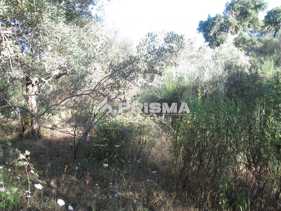 Terreno para Venda em Penha Garcia Foto 6