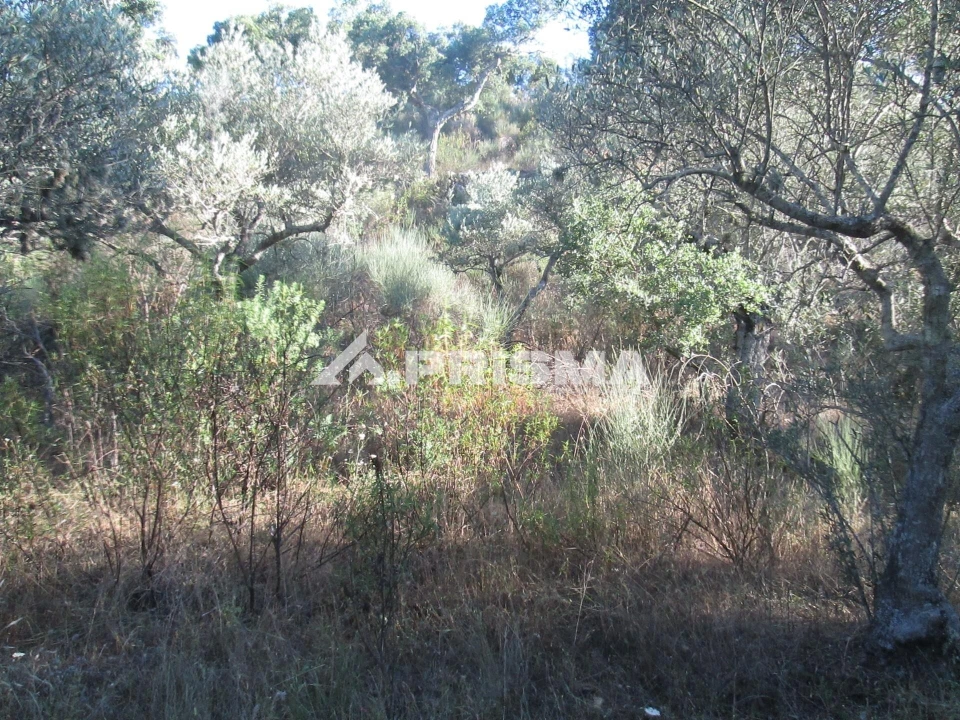 Terreno para Venda em Penha Garcia Foto 5