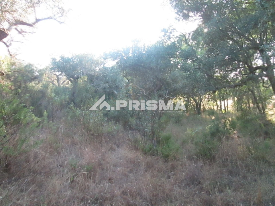Terreno para Venda em Penha Garcia Foto 16