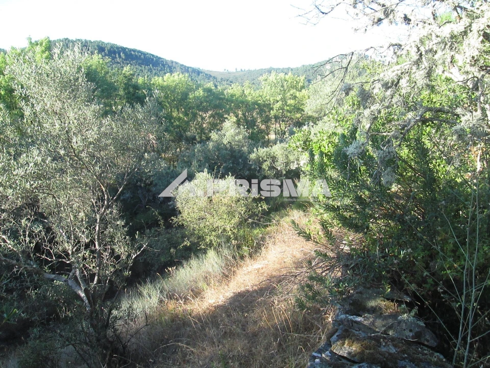 Terreno para Venda em Penha Garcia Foto 27