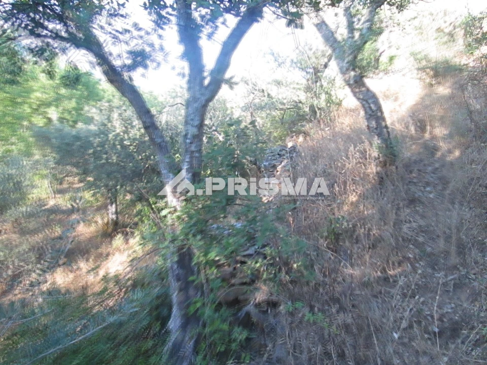Terreno para Venda em Penha Garcia Foto 23