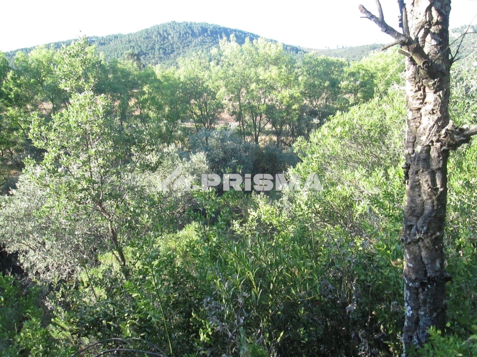 Terreno para Venda em Penha Garcia Foto 29
