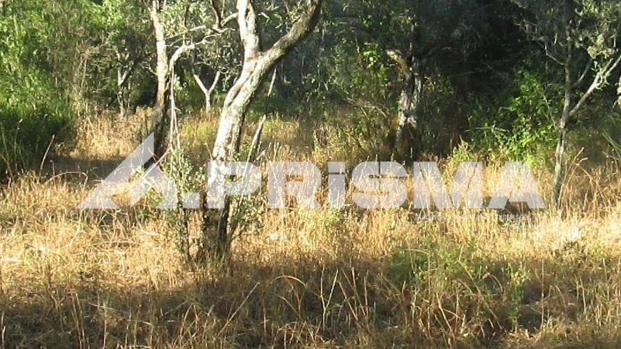 Terreno para Venda em Penha Garcia