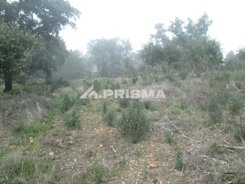 Terreno para Venda em Penha Garcia Foto 36