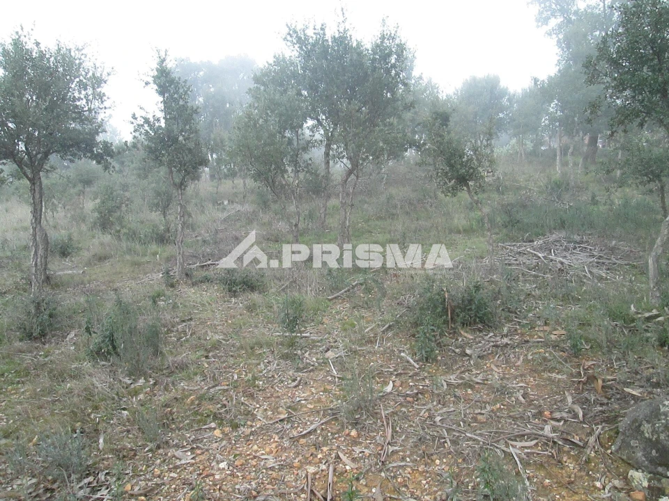 Terreno para Venda em Penha Garcia Foto 35