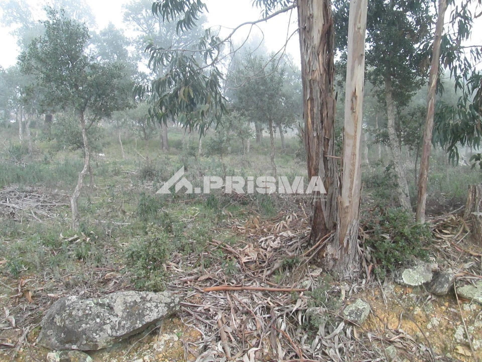 Terreno para Venda em Penha Garcia Foto 34