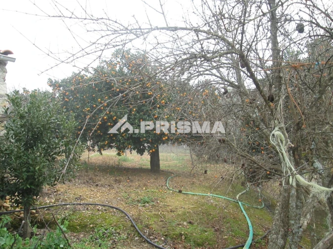 Terreno para Venda em Penha Garcia Foto 12