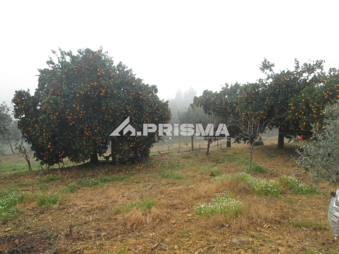 Terreno para Venda em Penha Garcia Foto 21