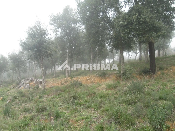Terreno para Venda em Penha Garcia Foto 30