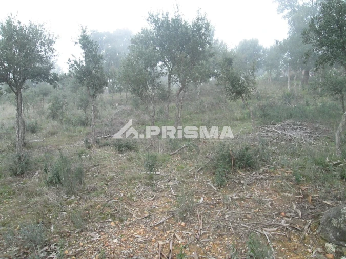 Terreno para Venda em Penha Garcia Foto 35