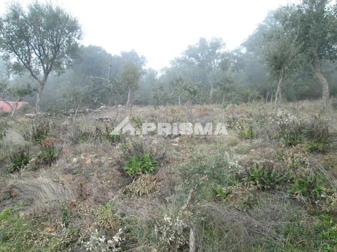Terreno para Venda em Penha Garcia Foto 22