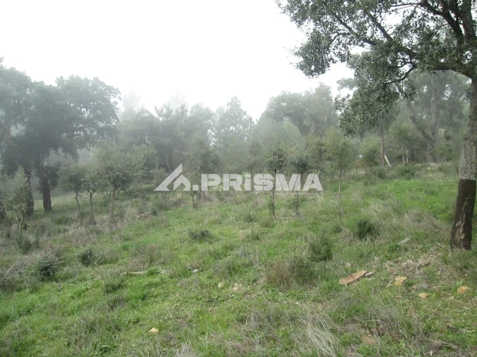 Terreno para Venda em Penha Garcia Foto 39