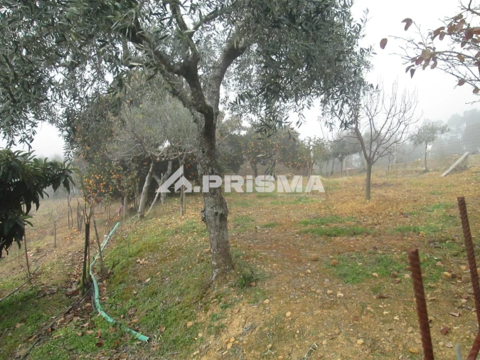 Terreno para Venda em Penha Garcia Foto 25