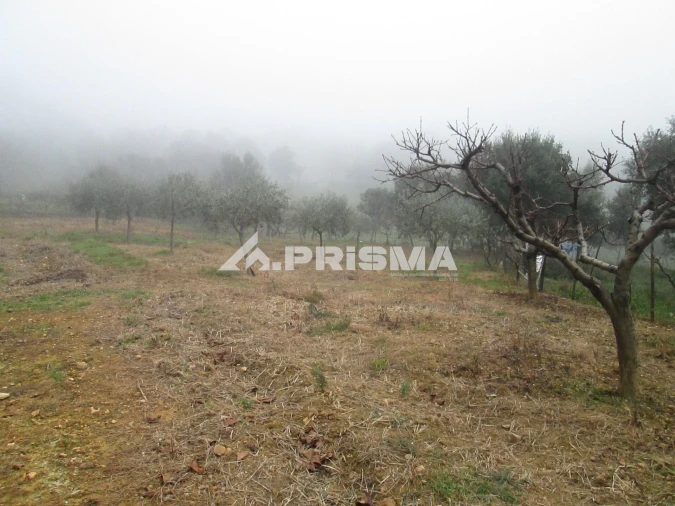 Terreno para Venda em Penha Garcia Foto 15